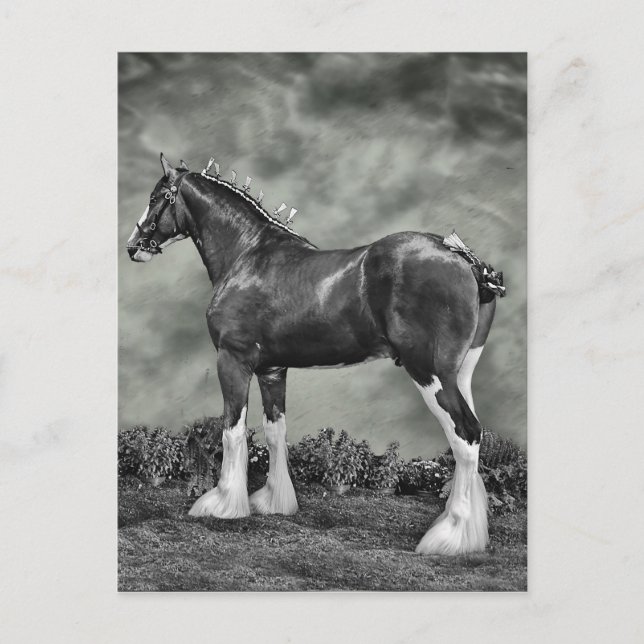 Clydesdale Stallion B&W Postcard (Front)