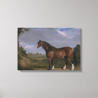 Clydesdale Stallion (Thoroughbred Horse) (Animal)