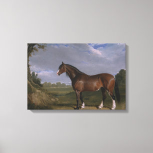 Clydesdale Stallion (Thoroughbred Horse) (Animal) Canvas Print