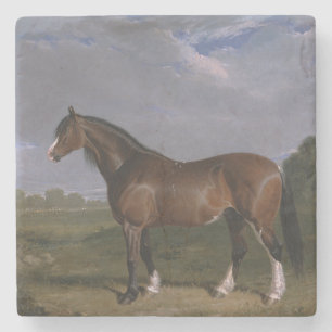 Clydesdale Stallion (Thoroughbred Horse) (Animal) Stone Coaster
