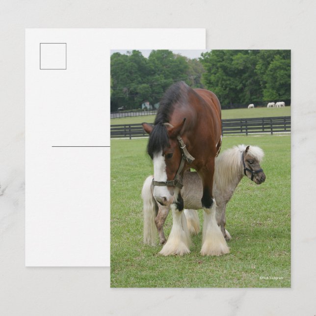 Clydesdale Standing over Miniature Pony Postcard (Front/Back)