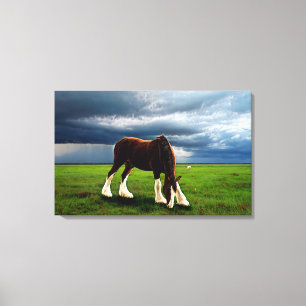 Clydesdale Storm Canvas Print