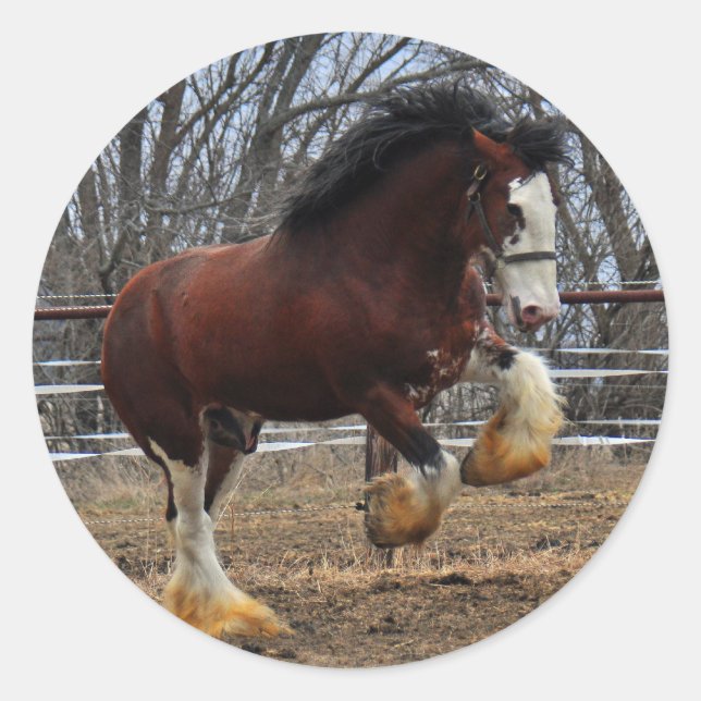 Clydesdale stud colt running classic round sticker (Front)