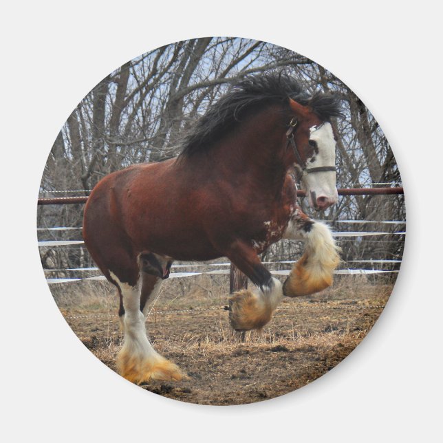 Clydesdale stud colt running magnet (Front)