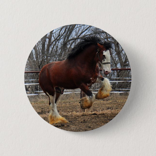 Clydesdale stud colt running pinback button (Front)