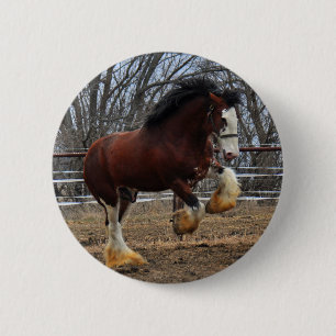 Clydesdale stud colt running pinback button