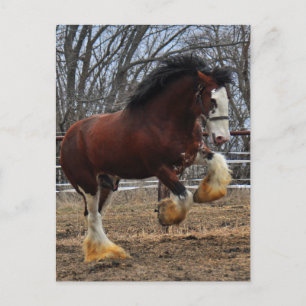 Clydesdale stud colt running postcard