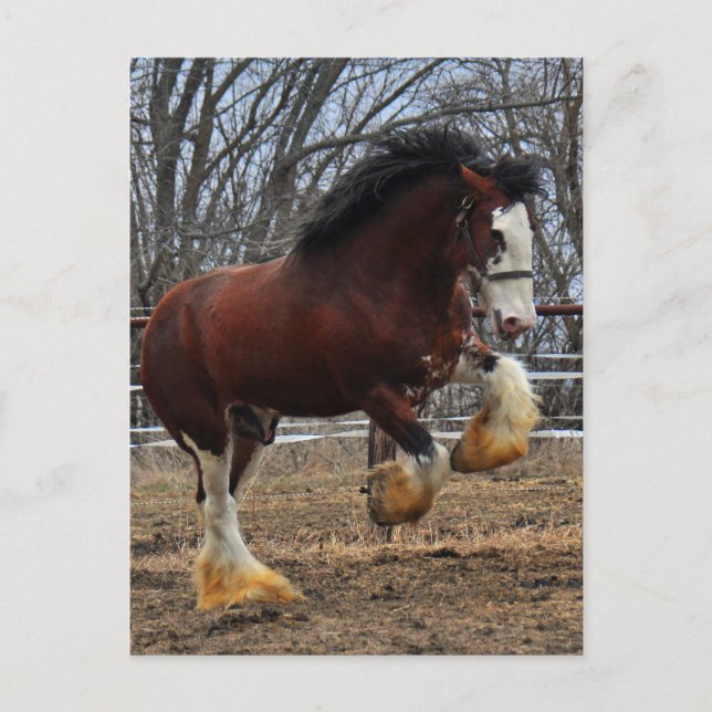 Clydesdale stud colt running postcard (Front)
