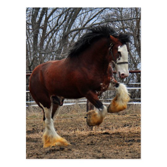 Clydesdale stud colt running postcard Zazzle