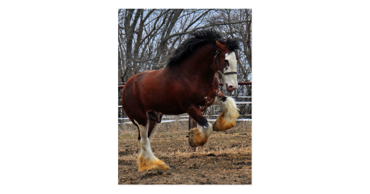 Clydesdale stud colt running postcard Zazzle