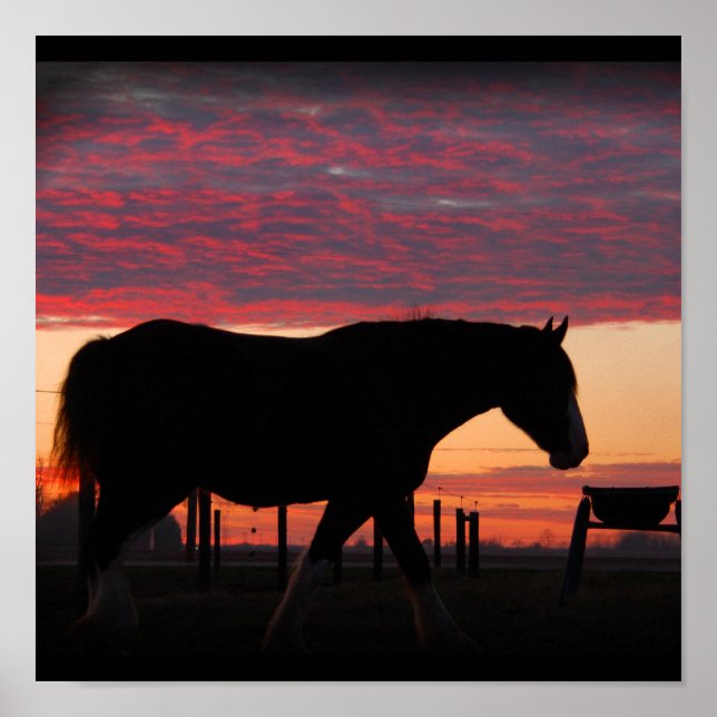 Clydesdale Sunset Poster (Front)