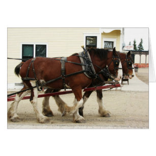 Clydesdale Team, Heritage Park, Calgary, Alberta Cards