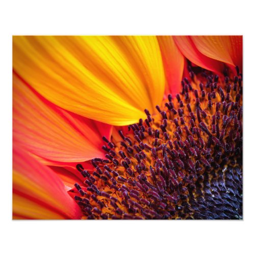 Clytie Sunflower Fine Art print