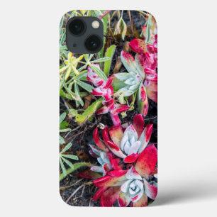 Coast Dudleya At Point Reyes National Seashore iPhone 13 Case