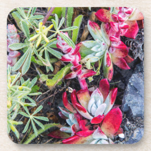 Coast Dudleya At Point Reyes National Seashore Drink Coaster