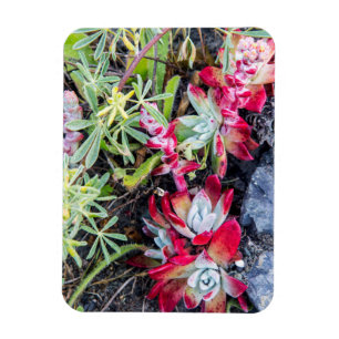 Coast Dudleya At Point Reyes National Seashore Magnet
