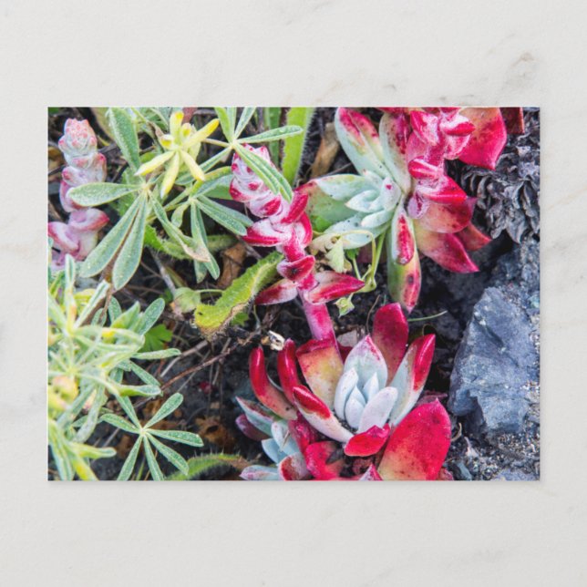 Coast Dudleya At Point Reyes National Seashore Postcard (Front)