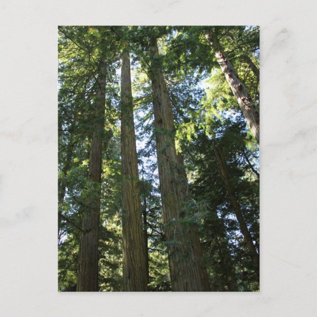 Coast Redwood Trees Postcard (Front)
