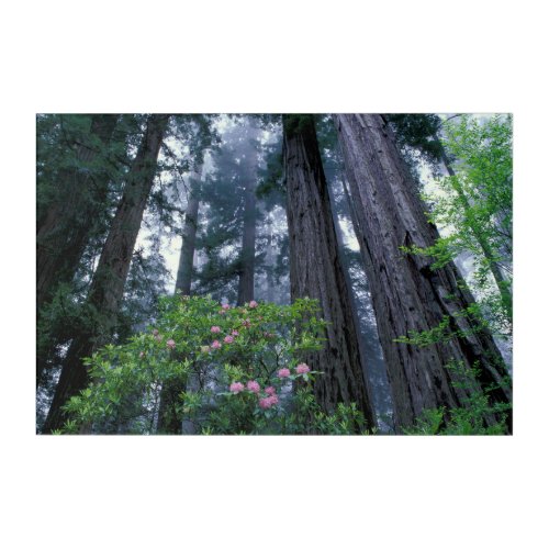 Coast Redwoods and Rhododendrons Acrylic Print