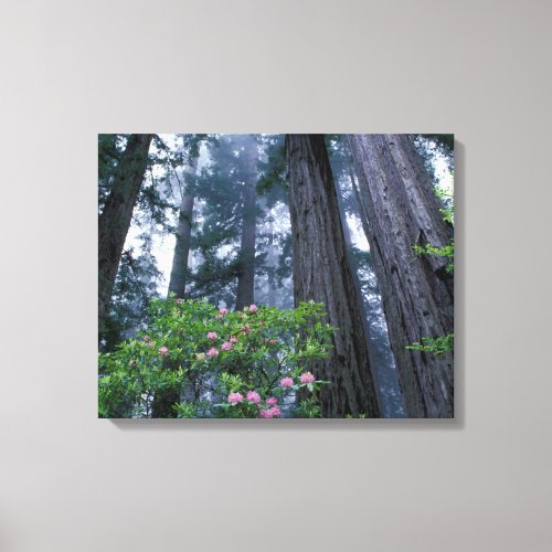 Coast Redwoods and Rhododendrons Canvas Print
