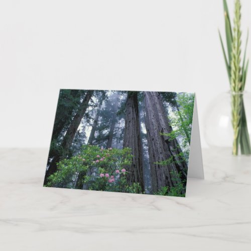 Coast Redwoods and Rhododendrons Card