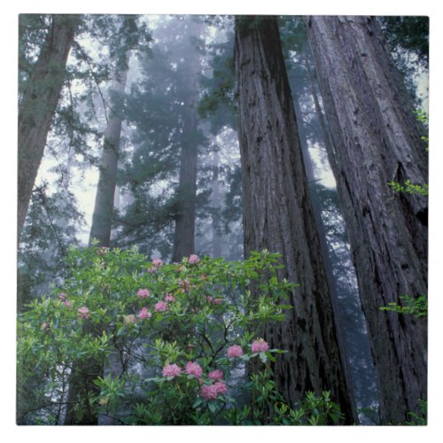 Coast Redwoods and Rhododendrons Ceramic Tile