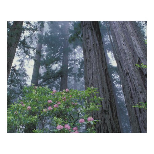 Coast Redwoods and Rhododendrons Faux Canvas Print