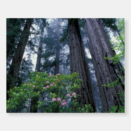Coast Redwoods and Rhododendrons Foam Board