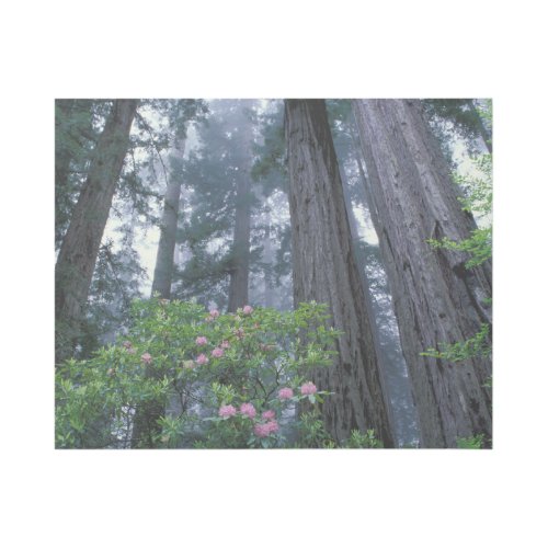 Coast Redwoods and Rhododendrons Gallery Wrap
