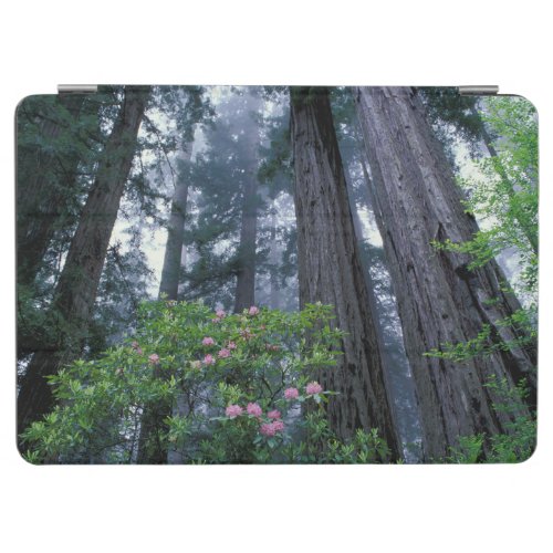 Coast Redwoods and Rhododendrons iPad Air Cover