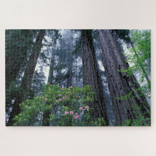 Coast Redwoods and Rhododendrons Jigsaw Puzzle