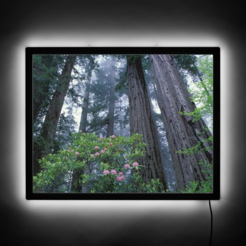 Coast Redwoods and Rhododendrons LED Sign