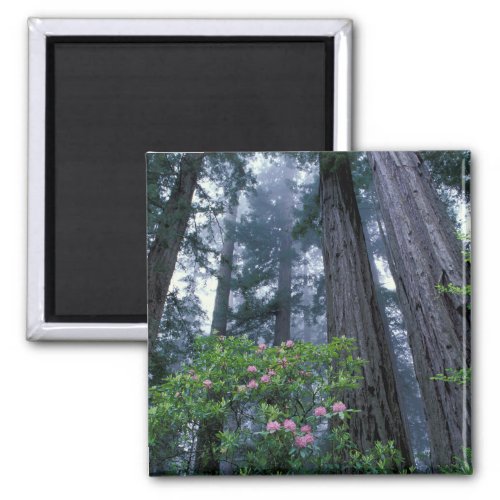 Coast Redwoods and Rhododendrons Magnet