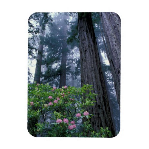 Coast Redwoods and Rhododendrons Magnet