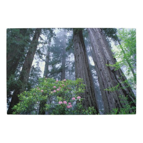 Coast Redwoods and Rhododendrons Metal Print
