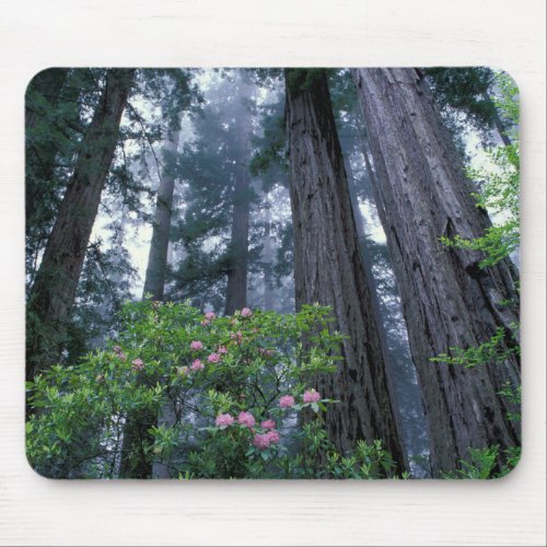 Coast Redwoods and Rhododendrons Mouse Pad