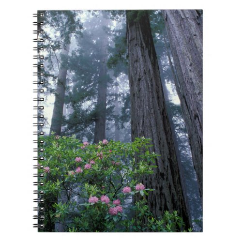 Coast Redwoods and Rhododendrons Notebook