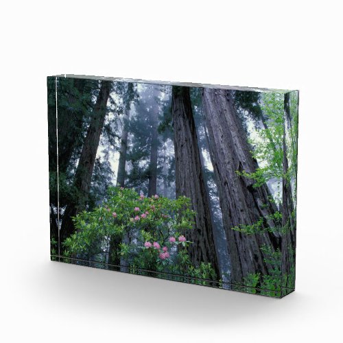 Coast Redwoods and Rhododendrons Photo Block