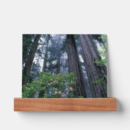 Coast Redwoods and Rhododendrons Picture Ledge