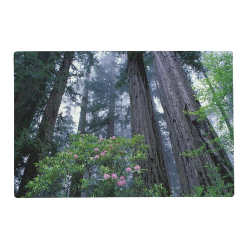Coast Redwoods and Rhododendrons Placemat
