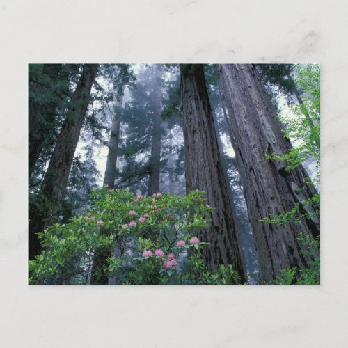 Coast Redwoods and Rhododendrons Postcard