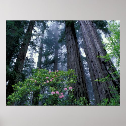 Coast Redwoods and Rhododendrons Poster