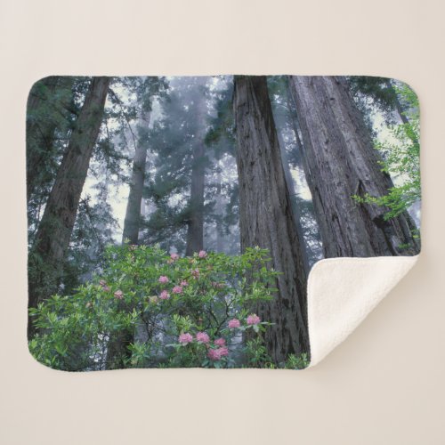 Coast Redwoods and Rhododendrons Sherpa Blanket