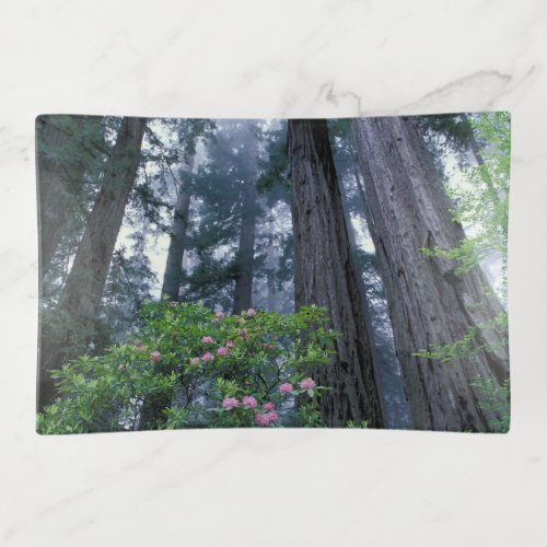 Coast Redwoods and Rhododendrons Trinket Tray