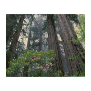 Coast Redwoods and Rhododendrons Wood Wall Art