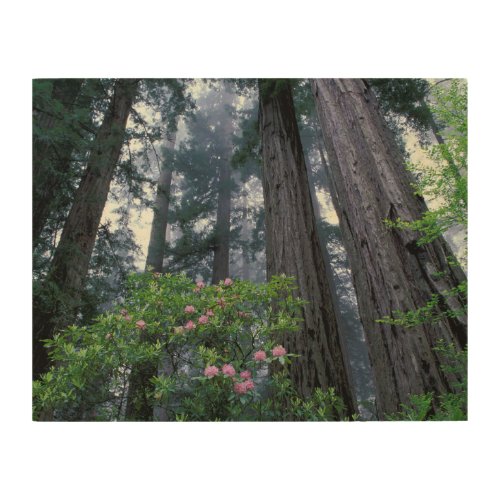 Coast Redwoods and Rhododendrons Wood Wall Art