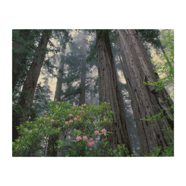 Coast Redwoods and Rhododendrons Wood Wall Art (Front)