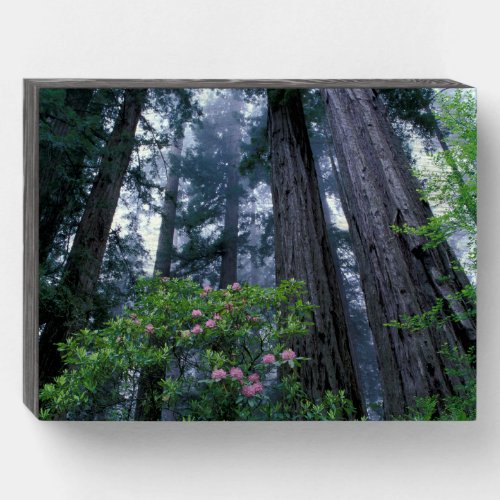 Coast Redwoods and Rhododendrons Wooden Box Sign