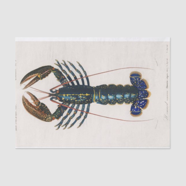 coastal blue crawfish watercolor tissue paper (Front)