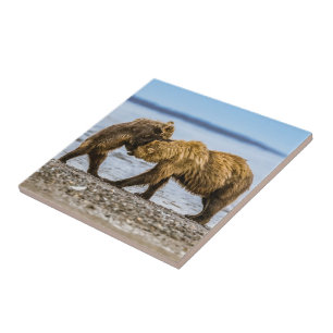 Coastal brown bears ceramic tile